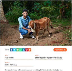 2015年にギネス認定されたインド・ケララ州の“世界一背の低い牛”（画像は『Guinness World Records「Shortest cow」』のスクリーンショット）