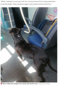 ロッコはどうしても海に行きたかった？（画像は『The Daily Star　2021年7月22日付「Cheeky dog snuck out and went on bus adventure and owner only found out on Facebook」（Image: Daily Post Wales）』のスクリーンショット）