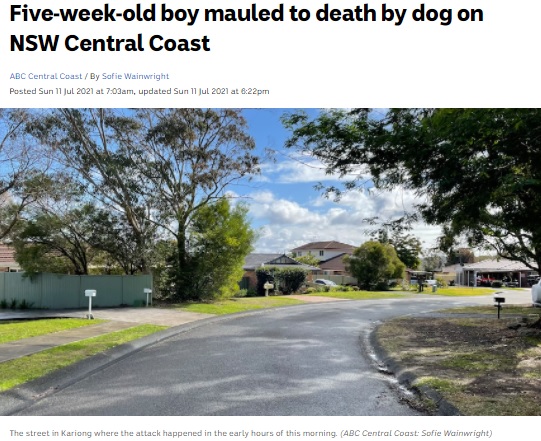 事故があった豪ニューサウスウェールズ州カリオンの住宅街（画像は『ABC　2021年7月11日付「Five-week-old boy mauled to death by dog on NSW Central Coast」（ABC Central Coast: Sofie Wainwright）』のスクリーンショット）
