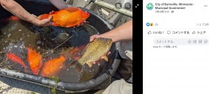 湖に捨てられた金魚は、手のひらサイズを大きく超えて成長（画像は『City of Burnsville, Minnesota - Municipal Government　2021年7月10日付Facebook「Please don’t release your pet goldfish into ponds and lakes.」』のスクリーンショット）