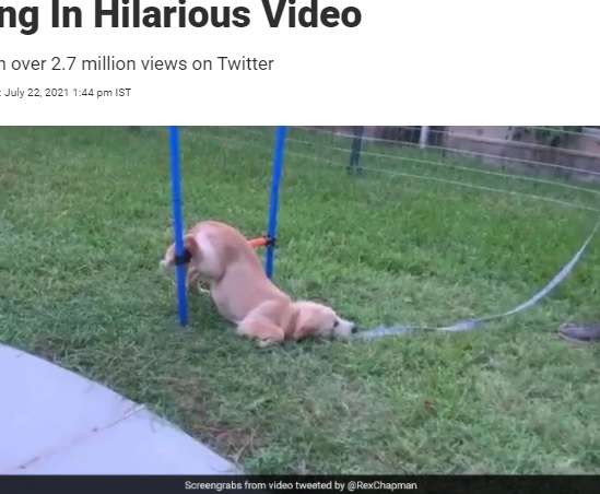 運動が苦手な犬が障害物コースに挑戦（画像は『NDTV.com　2021年7月22日付「Jump? No, Slump. Puppy Refuses To Get Up During Training In Hilarious Video」（＠RexChapman）』のスクリーンショット）