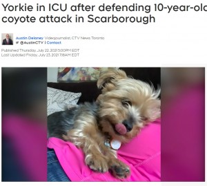 普段から家族のためなら何でもするという忠犬メイシー（画像は『CTV News　2021年7月23日付「Yorkie in ICU after defending 10-year-old owner from coyote attack in Scarborough」』のスクリーンショット）