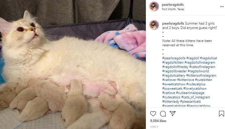5匹の赤ちゃんのママになったサマー（画像は『Pearl’s Ragdolls　2021年6月2日付Instagram「Summer had 3 girls and 2 boys.」』のスクリーンショット）