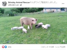 【海外発！Breaking News】妊娠中のブタが養豚場から逃走　9匹の子を産み、屠殺を逃れる（英）＜動画あり＞