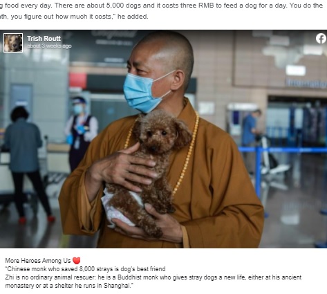 動物たちの世話に明け暮れる智祥さん（画像は『Oddity Central　2021年6月29日付「Buddhist Monk Has Saved Tens of Thousands of Stray Dogs in the Last 27 Years」』のスクリーンショット）