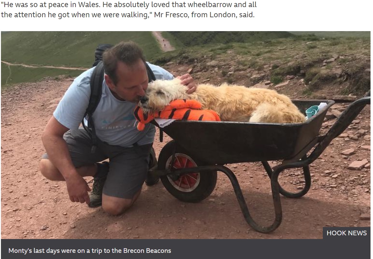 手押し車の乗り心地を気に入った様子のモンティ（画像は『BBC　2021年7月8日付「Brecon Beacons: Sick dog takes final walk in wheelbarrow」（HOOK NEWS）』のスクリーンショット）