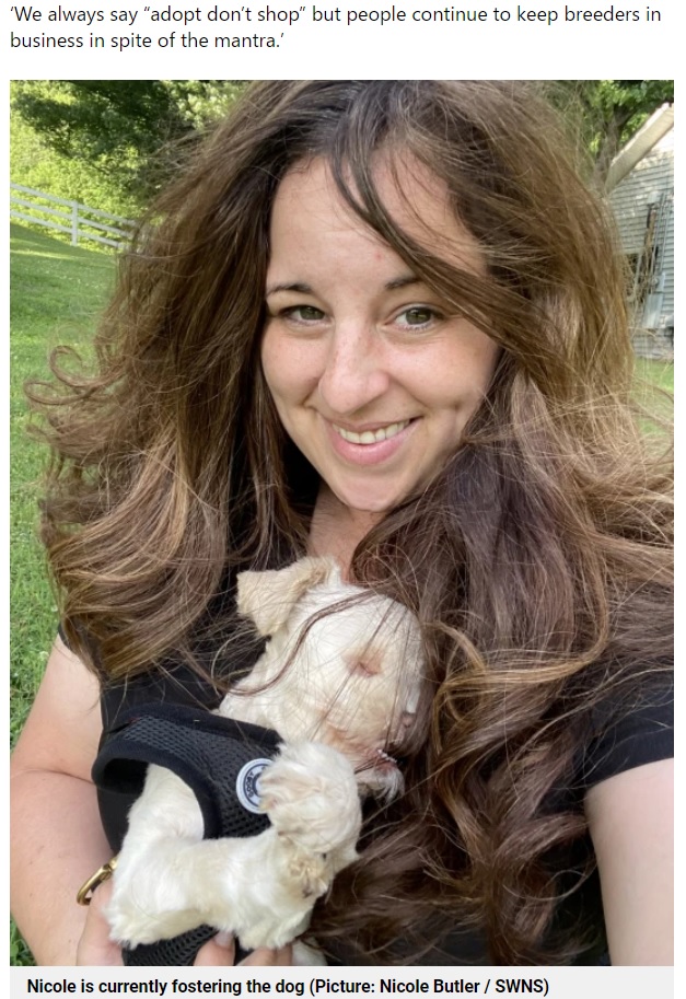 新たな飼い主が見つかるまで、愛情を受けて育っているティーカップ（画像は『Metro　2021年7月4日付「Tiny puppy born without eyes is in desperate need of a new loving home」（Picture: Nicole Butler / SWNS）』のスクリーンショット）