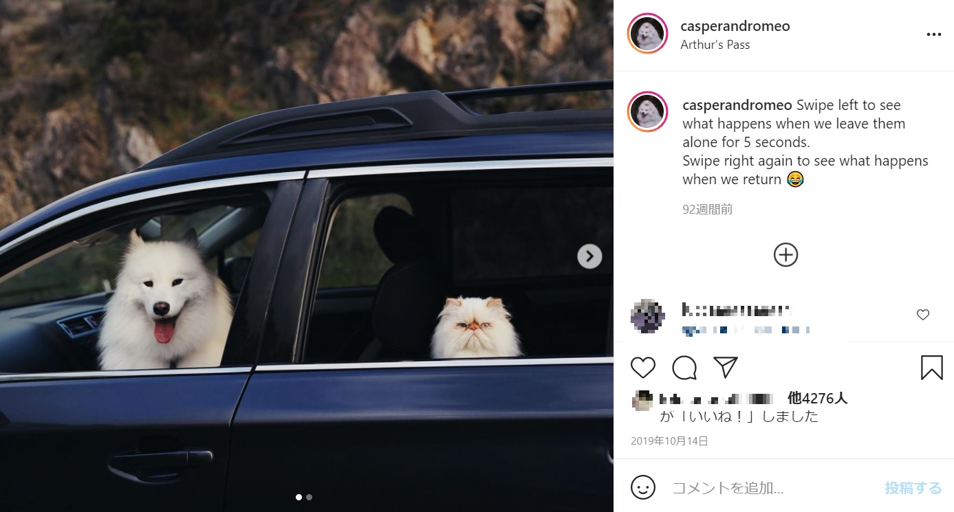 正反対の表情を見せるキャスパーとロメオ（画像は『Casper and Romeo　2019年10月14日付Instagram「Swipe left to see what happens when we leave them alone for 5 seconds.」』のスクリーンショット）