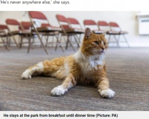 葬儀場に毎日通うオス猫パディ（画像は『Metro　2021年7月20日付「Meet Paddy - the cat who leads a secret life comforting people who are grieving」（Picture: PA）』のスクリーンショット）