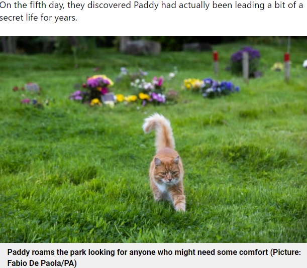 歩いて5分の葬儀場に向かうパディ（画像は『Metro　2021年7月20日付「Meet Paddy - the cat who leads a secret life comforting people who are grieving」（Picture: Fabio De Paola/PA）』のスクリーンショット）