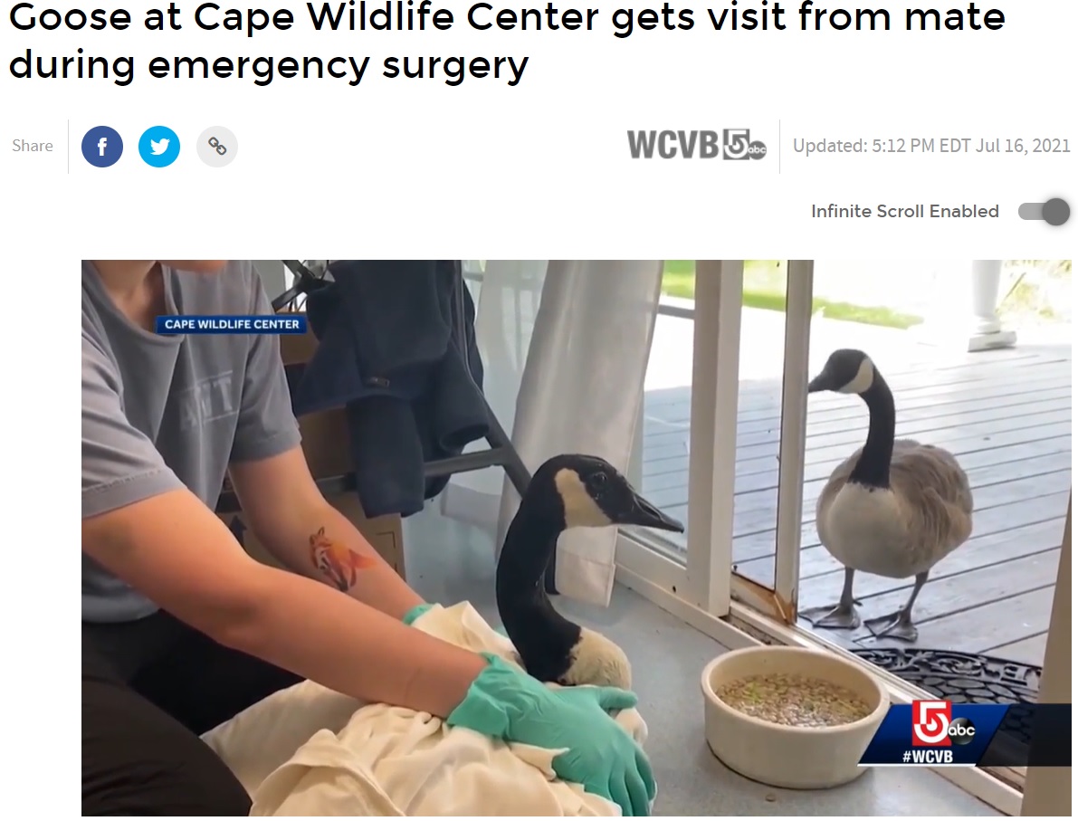 突然いなくなったパートナーを心配するカナダガン（画像は『WCVB　2021年7月16日付「Goose at Cape Wildlife Center gets visit from mate during emergency surgery」』のスクリーンショット）