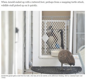 リハビリ中でも片時もパートナーのそばを離れようとしない（画像は『Cape Cod Times　2021年7月16日付「Honking good love story: Goose watches over injured mate at Birdsey Cape Wildlife Center」（Merrily Cassidy/Cape Cod Times）』のスクリーンショット）