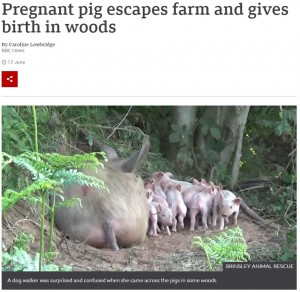 養豚場から逃げ出し外で出産したブタ（画像は『BBC　2021年6月17日付「Pregnant pig escapes farm and gives birth in woods」（BRINSLEY ANIMAL RESCUE）』のスクリーンショット）