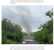 【海外発！Breaking News】竜巻のような巨大な柱を形成する蚊の大群　血の気が引く映像が話題に（露）＜動画あり＞