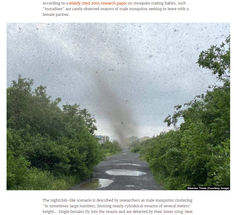蚊の大群が作り出す巨大な柱（画像は『Radio Free Europe　2021年7月20日付「Mosquito ‘Tornadoes’ Storm Russia’s Far East」（Siberian Times（Courtesy Image））』のスクリーンショット）
