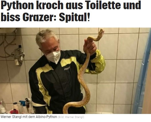 トイレで捕獲されたニシキヘビ（画像は『Kronen Zeitung　2021年7月5日付「Python kroch aus Toilette und biss Grazer: Spital!」（Bild: Werner Stangl）』のスクリーンショット）