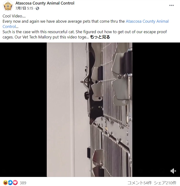 脱走しようとしてケージから手を伸ばす黒猫（画像は『Atascosa County Animal Control　2021年7月7日付Facebook「Cool Video....」』のスクリーンショット）