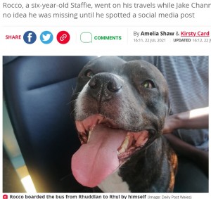 【海外発！Breaking News】夏のビーチに呼ばれて？　バスに乗って出かけた笑顔の愛犬をSNSで発見、飼い主は唖然（英）