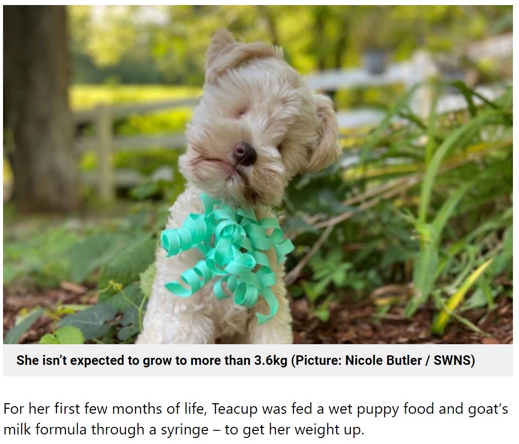 生まれつき眼球を持っていなかった子犬（画像は『Metro　2021年7月4日付「Tiny puppy born without eyes is in desperate need of a new loving home」（Picture: Nicole Butler / SWNS）』のスクリーンショット）