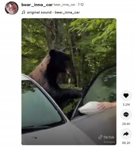 周囲の大声に驚き、クマは困惑か（画像は『bear_inna_car　2021年7月12日付TikTok』のスクリーンショット）