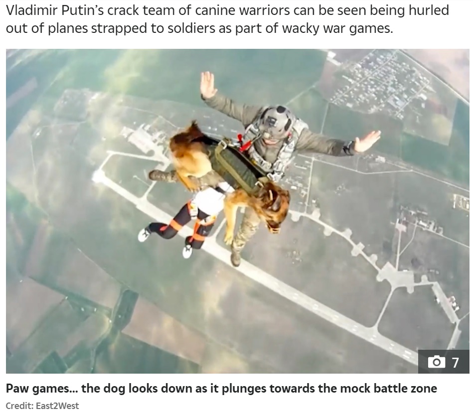 隊員と一緒に上空4000メートルから落下した犬（画像は『The Sun　2021年7月6日付「PARA-POOCH JUMP Crazy video shows Vladimir Putin’s war dogs parachute into battle from 13,000ft strapped to Russian soldiers」（Credit: East2West）』のスクリーンショット）