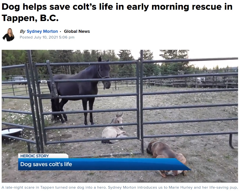 飼い主のもとへ駆けつけたトフィー（手前）（画像は『Global News　2021年7月10日付「Dog helps save colt’s life in early morning rescue in Tappen, B.C.」』のスクリーンショット）