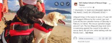【海外発！Breaking News】2頭の海難救助犬とハンドラーが大活躍、沖に流される少女を救う（伊）＜動画あり＞