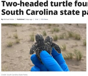 1つの甲羅をシェアして生まれた赤ちゃんウミガメ（画像は『FOX 35 Orlando　2021年7月27日付「Two-headed turtle found at South Carolina state park」（Credit: South Carolina State Parks）』のスクリーンショット）