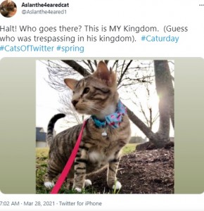 猫用のリードをつけて散歩するアスラン（画像は『Aslanthe4earedcat　2021年3月28日付Twitter「Halt! Who goes there?」』のスクリーンショット）
