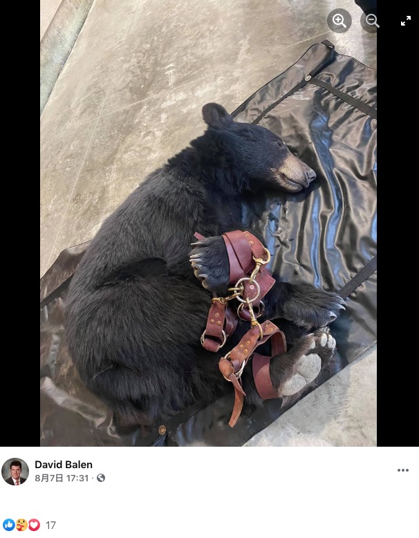 無事に捕獲されたクマ（画像は『David Balen　2021年8月7日付Facebook「Juvenile Black Bear Excitement in Porter Ranch!!!」』のスクリーンショット）