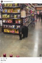 【海外発！Breaking News】スーパーに思わぬ珍客、野生のクマが買い物客に交じって店内を練り歩く（米）
