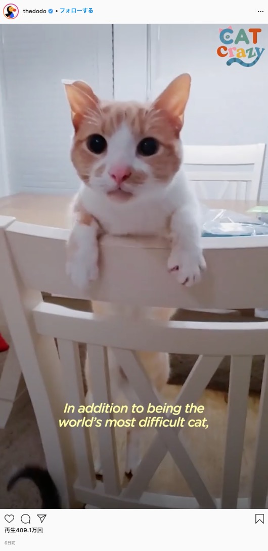 「お腹が空いている時以外は世界一優しい猫」のトレッキー（画像は『The Dodo　2021年8月14日付Instagram「This cat always tries to steal food」』のスクリーンショット）