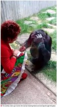 【海外発！Breaking News】チンパンジーに毎週会いに来ていた女性、動物園が入園禁止に「仲間から孤立する」（ベルギー）＜動画あり＞