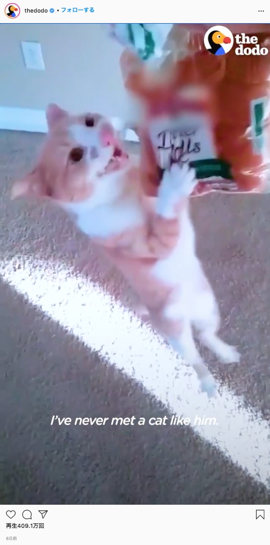 パンを掴んだまま離さない猫（画像は『The Dodo　2021年8月14日付Instagram「This cat always tries to steal food」』のスクリーンショット）