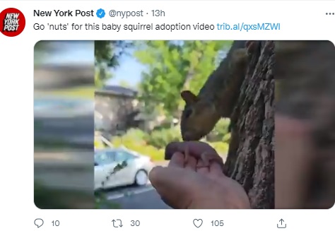 赤ちゃんに近づく母リス（画像は『New York Post　2021年8月27日付Twitter「Go ‘nuts’ for this baby squirrel adoption video」』のスクリーンショット）