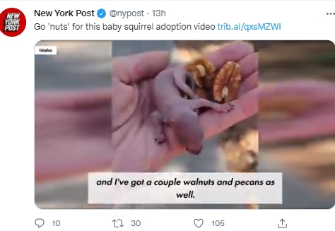 保護された孤児のリスとナッツ（画像は『New York Post　2021年8月27日付Twitter「Go ‘nuts’ for this baby squirrel adoption video」』のスクリーンショット）