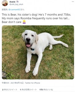 ルンバに尻尾を轢かれても動じない“ベア”（画像は『Acacia　2021年8月16日付Twitter「This is Bear, his sister’s dog!」』のスクリーンショット）