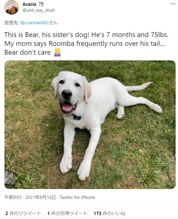 ルンバに尻尾を轢かれても動じない“ベア”（画像は『Acacia　2021年8月16日付Twitter「This is Bear, his sister’s dog!」』のスクリーンショット）