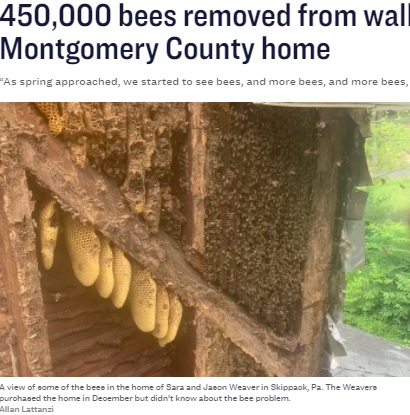 家の壁の中から推定45万匹のハチが発見された（画像は『Inquirer.com　2021年8月5日付「450,000 bees removed from walls of Montgomery County home」（Allan Lattanzi）』のスクリーンショット）