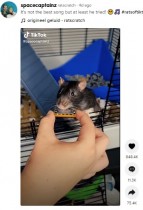 【海外発！Breaking News】世界最小のハーモニカを吹くペットのネズミに「ベストソングでしょ！」の声（オランダ）＜動画あり＞