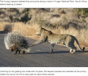 ヤマアラシの背後から前足を出すヒョウ（画像は『HCA Barbieri News　2021年8月25日付「A VERY prickly customer! Leopard left with quills sticking out of its paws after hunting porcupine」』のスクリーンショット）