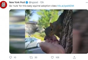 赤ちゃんをくわえる母リス（画像は『New York Post　2021年8月27日付Twitter「Go ‘nuts’ for this baby squirrel adoption video」』のスクリーンショット）