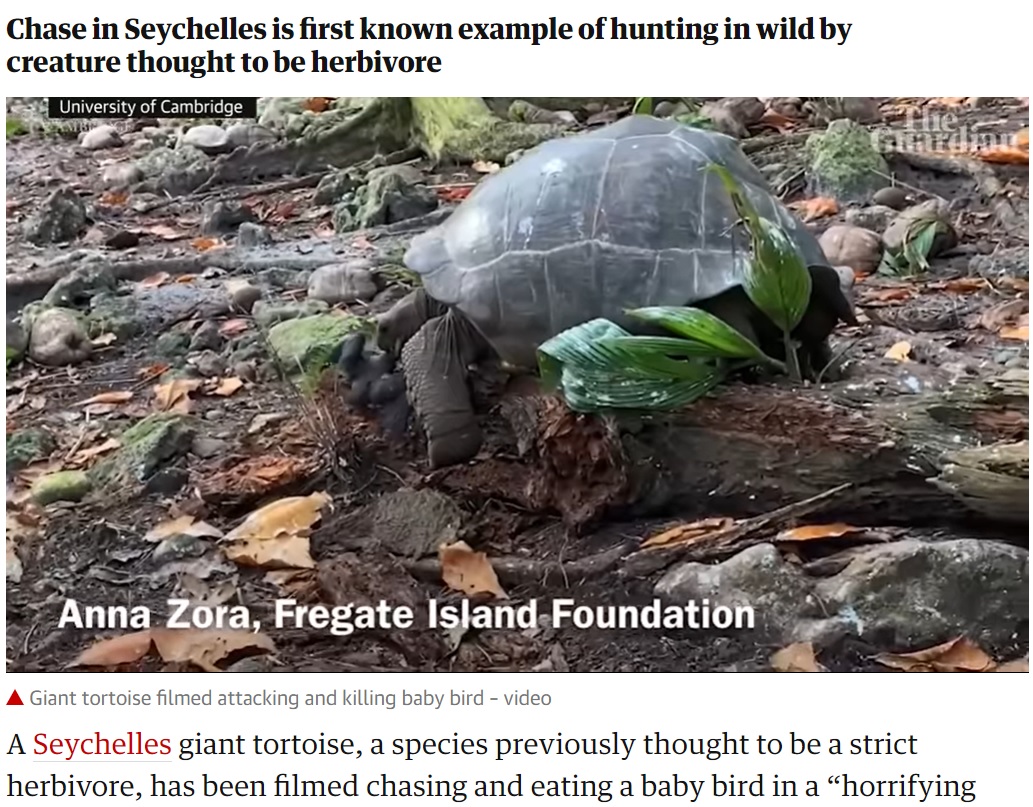 倒木の端に鳥を追い詰めると大きな口で噛みついた（画像は『The Guardian　2021年8月23日付「‘Horrifying and amazing’: giant tortoise filmed attacking and eating baby bird」』のスクリーンショット）