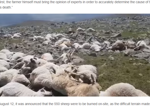 これまでにない規模の数の羊が死亡（画像は『Oddity Central　2021年8月20日付「Lightning Strike Instantly Kills 550 Grazing Sheep」（Photo: Jnews）』のスクリーンショット）