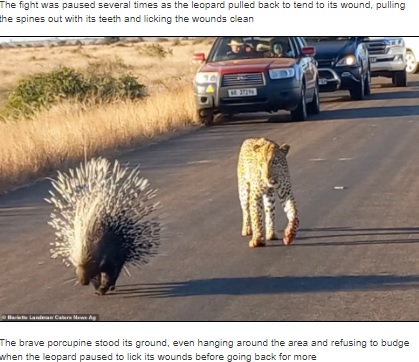 最後はその場を去ったという2頭（画像は『HCA Barbieri News　2021年8月25日付「A VERY prickly customer! Leopard left with quills sticking out of its paws after hunting porcupine」』のスクリーンショット）