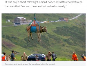 【海外発！Breaking News】下山のため牛がヘリコプターで宙ぶらりんに　「どんな気持ちで飛んでいるの？」（スイス）＜動画あり＞