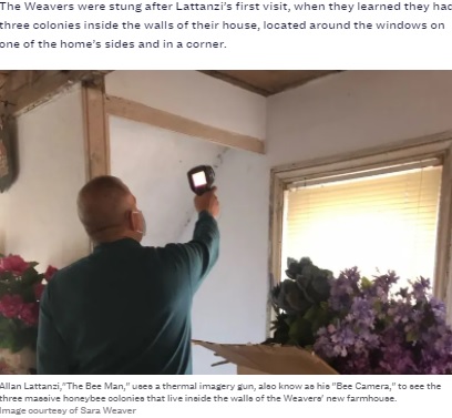 壁の中をチェックするアランさん（画像は『Inquirer.com　2021年8月5日付「450,000 bees removed from walls of Montgomery County home」（Image courtesy of Sara Weaver）』のスクリーンショット）
