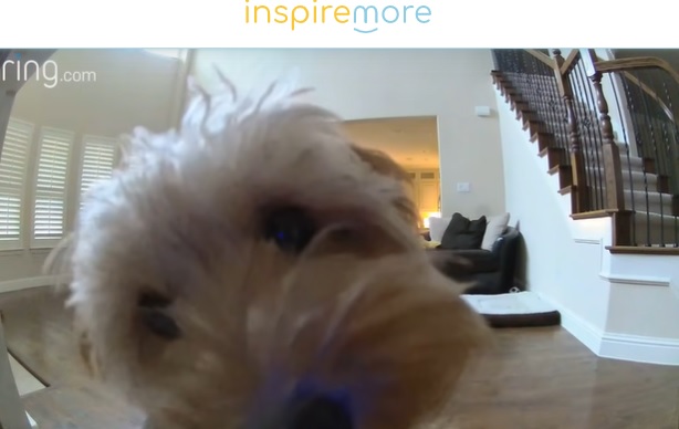 カメラに顔を近づけるベラ（画像は『InspireMore.com　2021年8月21日付「Brilliant Dog Figures Out How To Give Her Dad Kisses ― Even When He’s Not Home.」』のスクリーンショット）