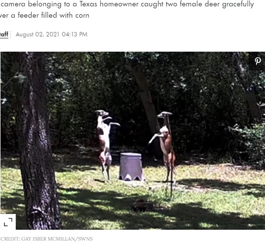 まるでダンスでもしているかのように闘う鹿（画像は『People.com　2021年8月2日付「Texas Woman's Security Camera Captures Elegant, Eerie Dance Fight Between Two Deer」（CREDIT: GAY ISBER MCMILLAN/SWNS）』のスクリーンショット）
