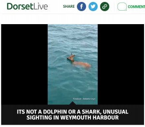 【海外発！Breaking News】大海原で泳ぎ疲れた鹿　救出してくれた男性に可愛いお礼をして走り去る（英）＜動画あり＞